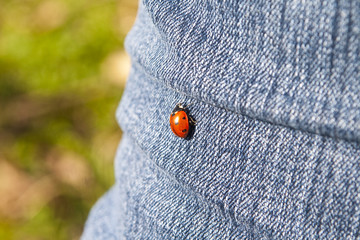 Red Ladybird