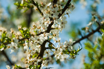 wild flowers