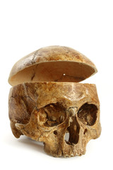 Skull