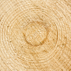 Naklejka premium gefällter Baum