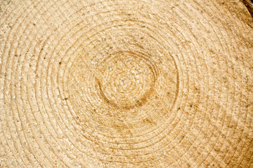 Holzscheibe