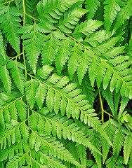 green tropical fern