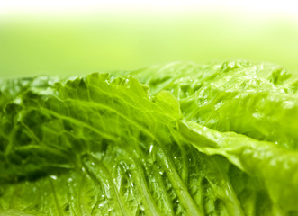 Romaine lettuce
