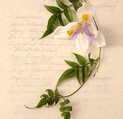 lily and vine on old-fashioned script