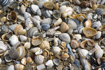 seashell background with various kinds of shells