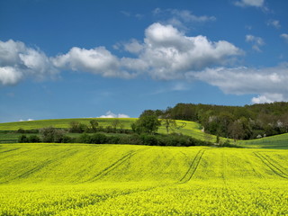 Campagne en fleurs