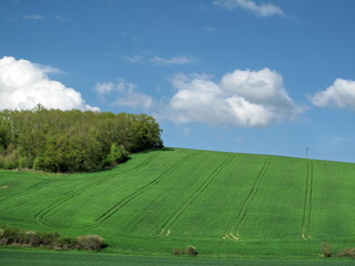 Campagne, champs  verts,  ciel bleu avec nuages blancs.
