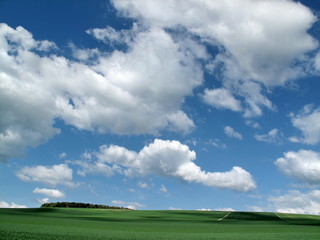 Fototapeta na wymiar Ciel bleu et blanc au dessus des champs.
