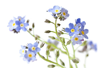 forget me not flowers