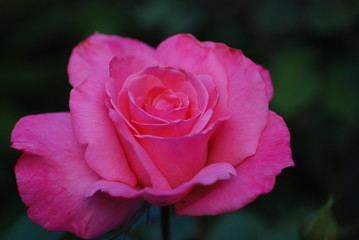 Rosa Blume