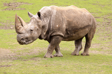 Rhino