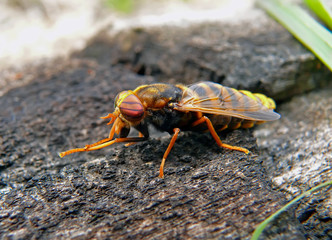 Fly Tabanus 7