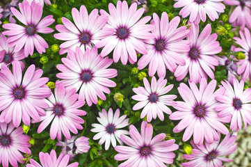Fototapeta premium background with violet flowers