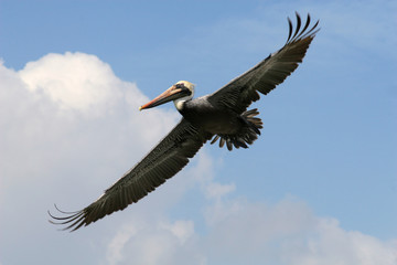 Fototapeta na wymiar Szary pelikan w locie