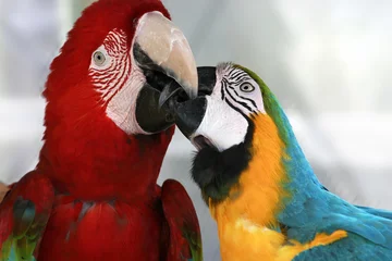Foto op Canvas Playful macaws © redav