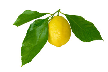 lemon with leaves