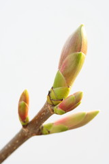 Blattknospen: Bergahorn (Acer pseudoplatanus)