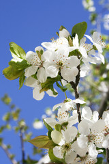 spring