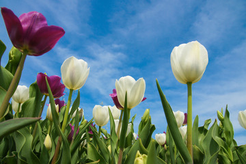 tulpen