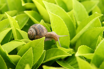 lumaca