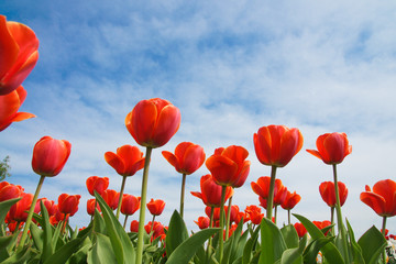 rotes Tulpenbeet mit Himmel