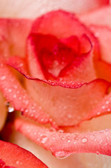 Gentle petals of roses