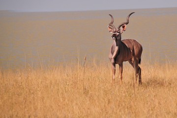 Safari en namibie