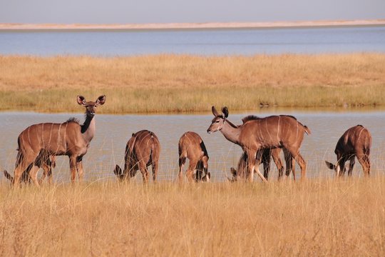 Fototapeta Safari en namibie