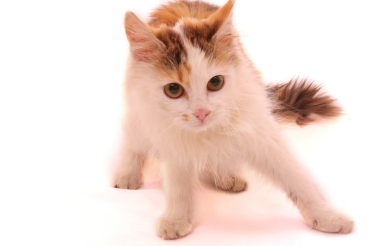 Cat standing