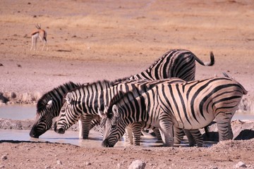Fototapeta na wymiar Wycieczka Namibie