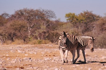 Safari en namibie