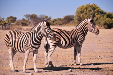 Fototapeta na wymiar Safari en namibie