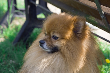 Volpino © Piero Gentili