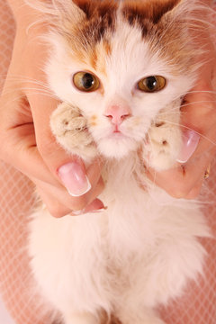 Young kitten in hands