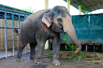Elephant