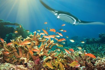 Obraz na płótnie Canvas Ryby i manta ray
