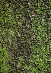 moss on tree close-up