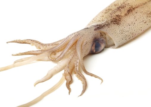 Tentacules