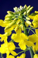 Fototapeta premium Fiori di colza - Brassica napus arvensis