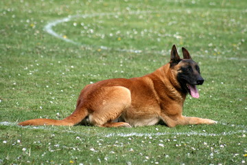 chien,berger,belge,malinois,dressage,