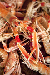 langoustines