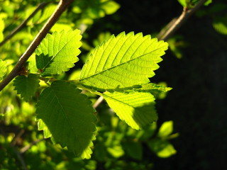 Fototapeta na wymiar bright tender leaves