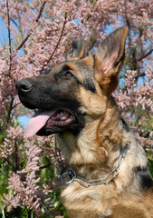 chiot berger allemand