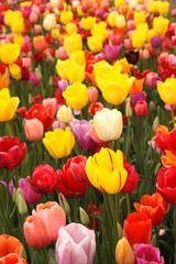 Fototapeta premium Tulipany