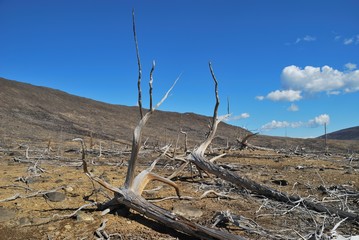 Dead forest