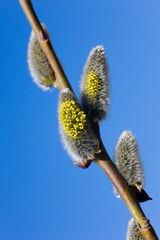 Fototapeta premium branch of a willow