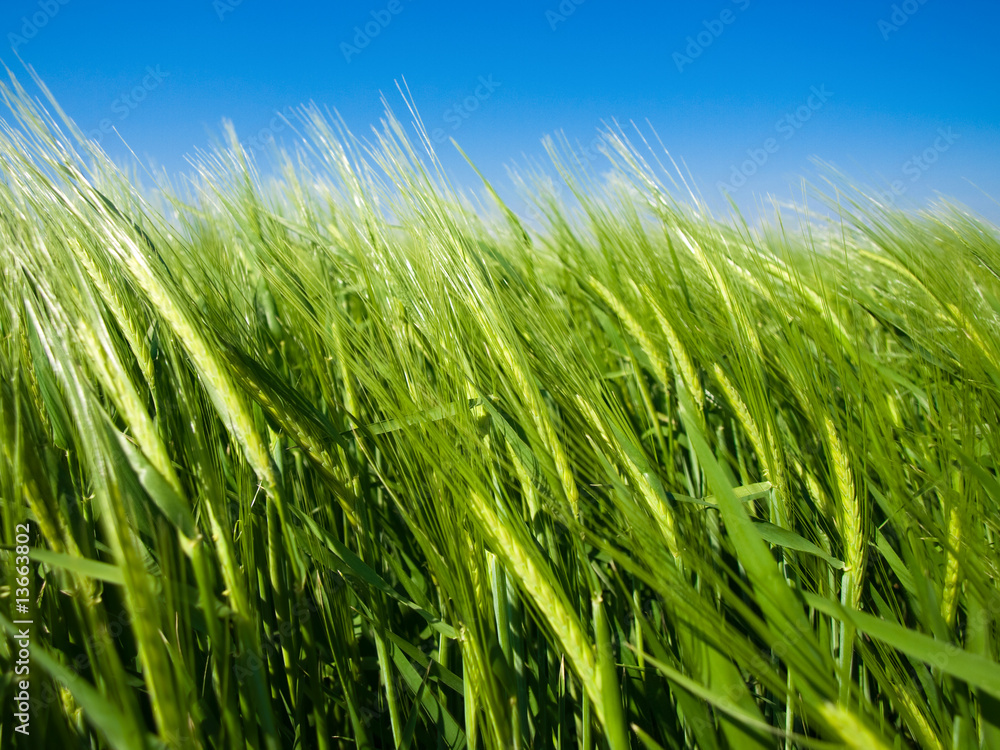 Sticker green wheat and windy weather