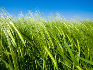 green wheat and windy weather