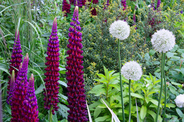 Purple and white flowers