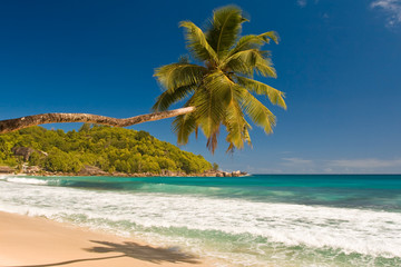 White sand beach with coconut tree